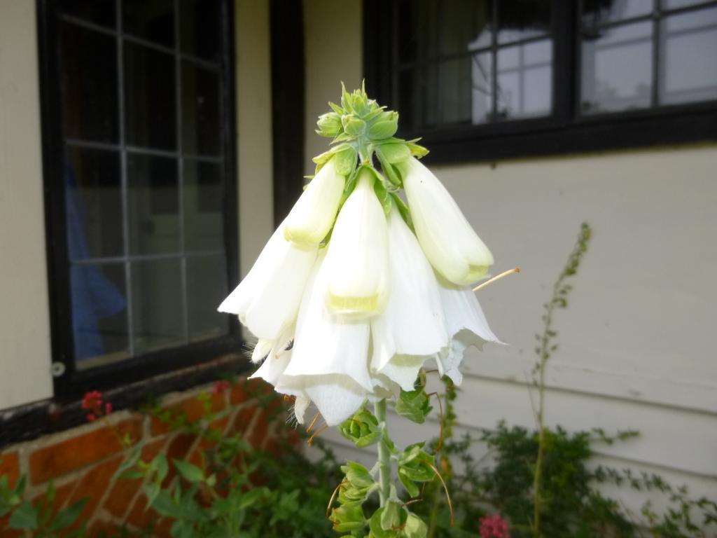 Church Hall Farm Bed And Breakfast 布洛克斯泰德 客房 照片